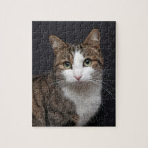Tabby Cat mit grünen Augen gegen schwarzen Hinterg