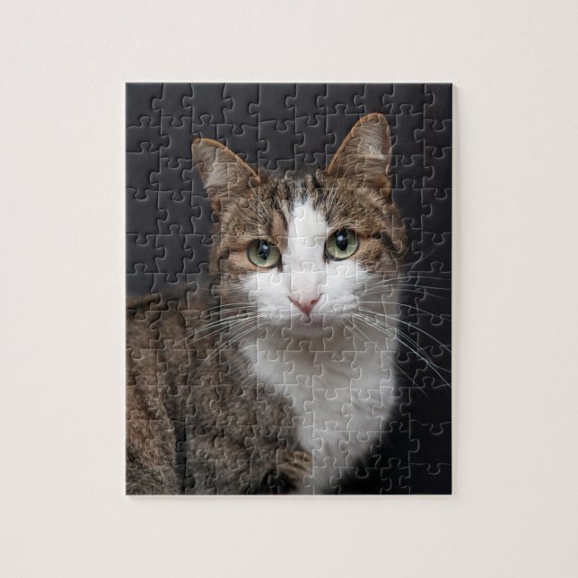 Tabby Cat mit grünen Augen gegen schwarzen Hinterg (Vertikal)
