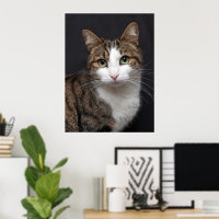 Tabby Cat mit grünen Augen gegen schwarzen Hinterg