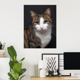 Tabby Cat mit grünen Augen gegen schwarzen Hinterg Poster