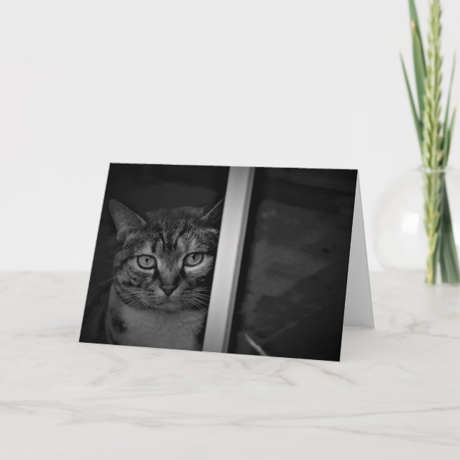 Tabby Cat / Noir, carte (Devant)