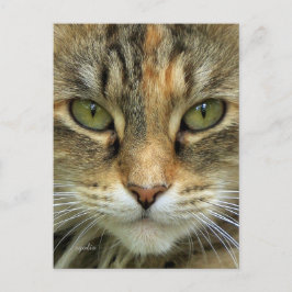 Tabby Cat Portrait Postkarte
