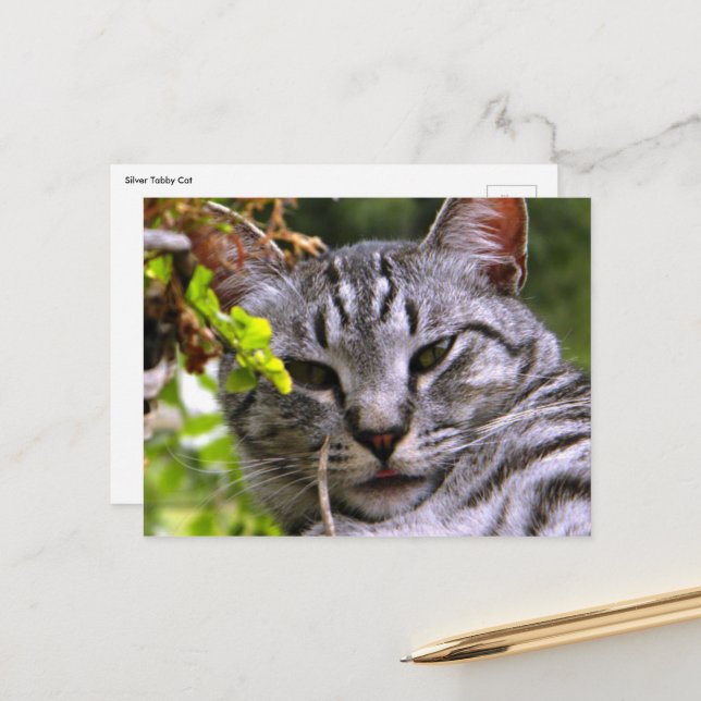 Tabby Cat Postcard Postkarte (Vorderseite/Rückseite Beispiel)