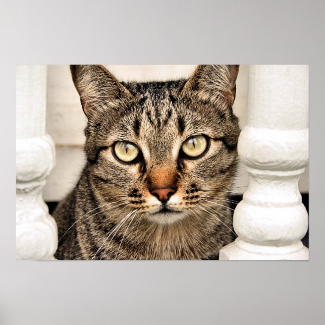 Tabby Cat Poster (Vorne)