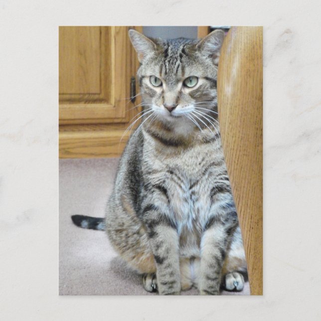 Tabby Cat Postkarte (Vorderseite)