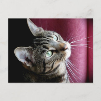 Tabby Cat Postkarte