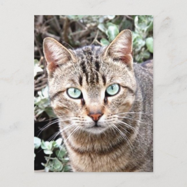 Tabby Cat Postkarte (Vorderseite)