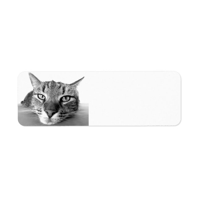 Tabby Cat, Rücksendeadressen-Aufkleber (Vorne)