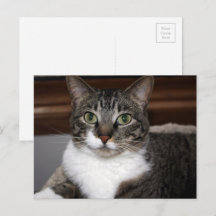 Tabby Cat Schauen Sie sich Ihre Tierfotos an