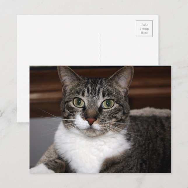 Tabby Cat Schauen Sie sich Ihre Tierfotos an Postkarte (Vorne/Hinten)