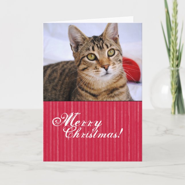 Tabby Cat Weihnachtskarte Feiertagskarte (Vorderseite)