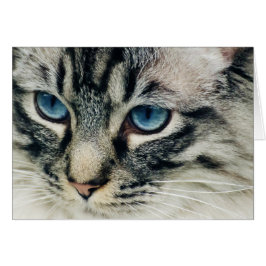 Tabby Chat aux yeux bleus Closeup