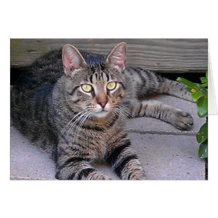 Tabby Chat Brown à l'extérieur