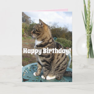 Tabby Chat Cute Striped Chats Bonne Carte Annivers