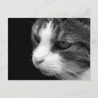 Tabby Chat Portrait noir et blanc - Carte postale