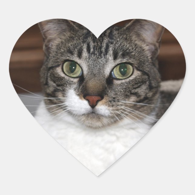 Tabby Chat Sehen Sie sich Ihr Foto an Herz-Aufkleber (Vorderseite)