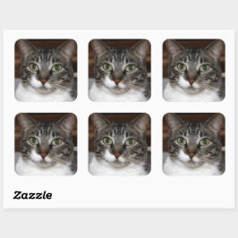 Tabby Chat Sehen Sie sich Ihr Foto an Quadratischer Aufkleber