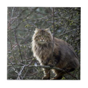 Tabby Cheveux Chat Animal Pet Carreaux