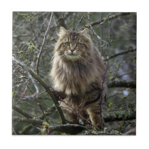 Tabby Cheveux Chat Animal Pet Carreaux
