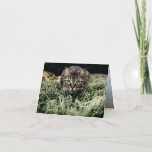 Tabby der Hauskatze Karte