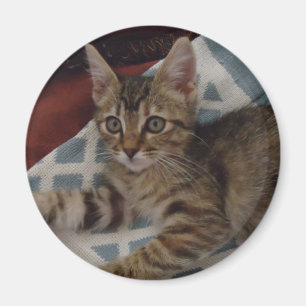 Tabby Girl Kitten Magnet