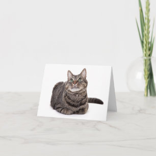Tabby Gris