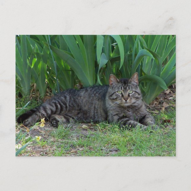 Tabby Gris Chat par Irises Carte Postale (Devant)
