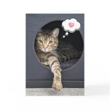 Tabby Kat in Box zum Nachdenken