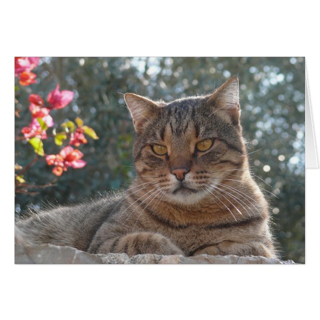 Tabby-Katze (Vorderseite (Horizontal))