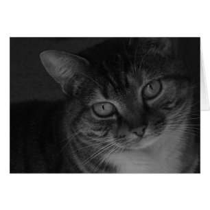 Tabby-Katze