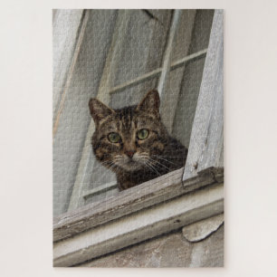 Tabby-Katze beobachtet Sie vom Fenster aus