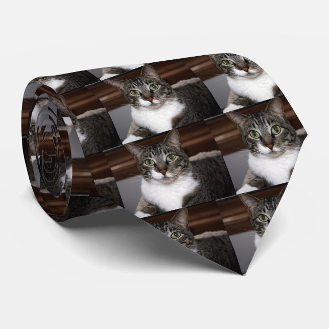 Tabby-Katze, die Sie betrachtet Krawatte (Gerollt)