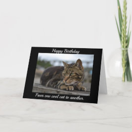 Tabby-Katze handlungsbereit Karte