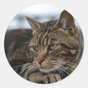 Tabby-Katze handlungsbereit Runder Aufkleber