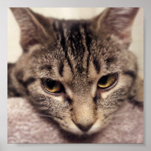 Tabby Katze-Instagram von Shirley Taylor Poster