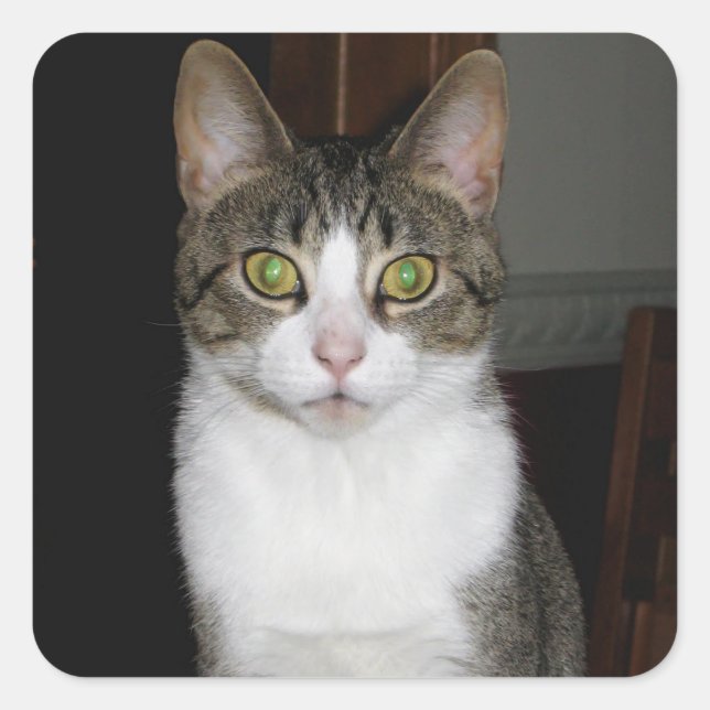 Tabby-Katze mit großen grünen Augen Quadratischer Aufkleber (Vorderseite)