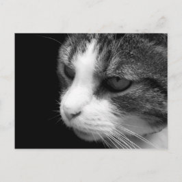 Tabby Katze Schwarz-Weiß-Portrait - Tierische Post Postkarte