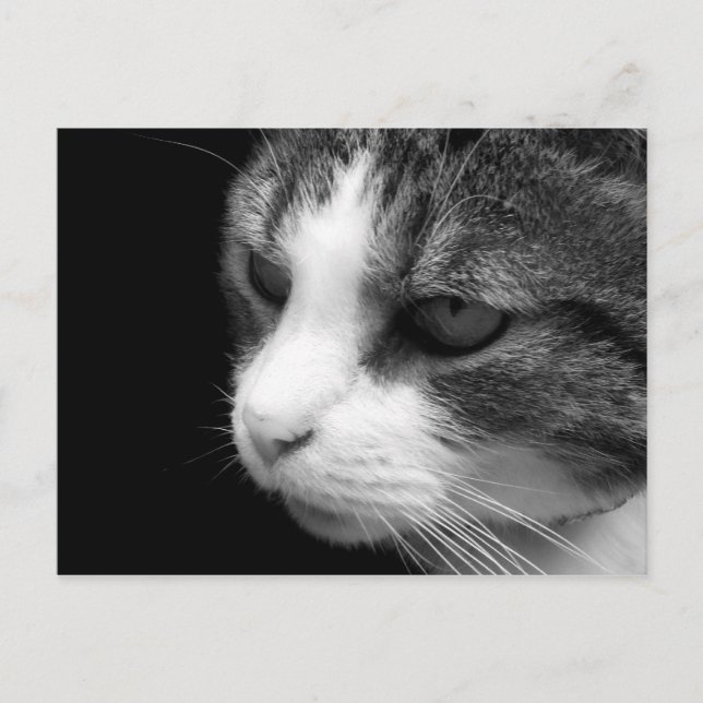 Tabby Katze Schwarz-Weiß-Portrait - Tierische Post Postkarte (Vorderseite)