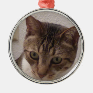 Tabby-Katzen-erstklassige runde Verzierung Silbernes Ornament