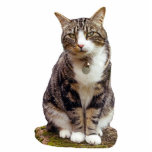 Tabby-Katzen-Skulptur Freistehende Fotoskulptur<br><div class="desc">Niedliche Tabbykatzenskulptur,  zum auf Ihrem Schreibtisch zu sitzen und Sie an Ihr Lieblingshaustier zu erinnern.</div>