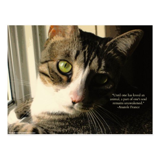 Tabby Katzen U Liebe Tier Zitat Postkarte Zazzle Ch