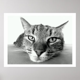 Tabby-Katzengesicht Poster