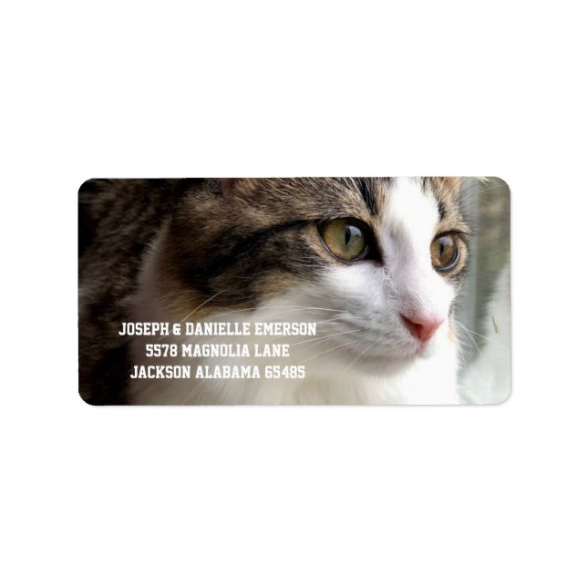 Tabby Kitten Address Labels Adressaufkleber (Vorne)