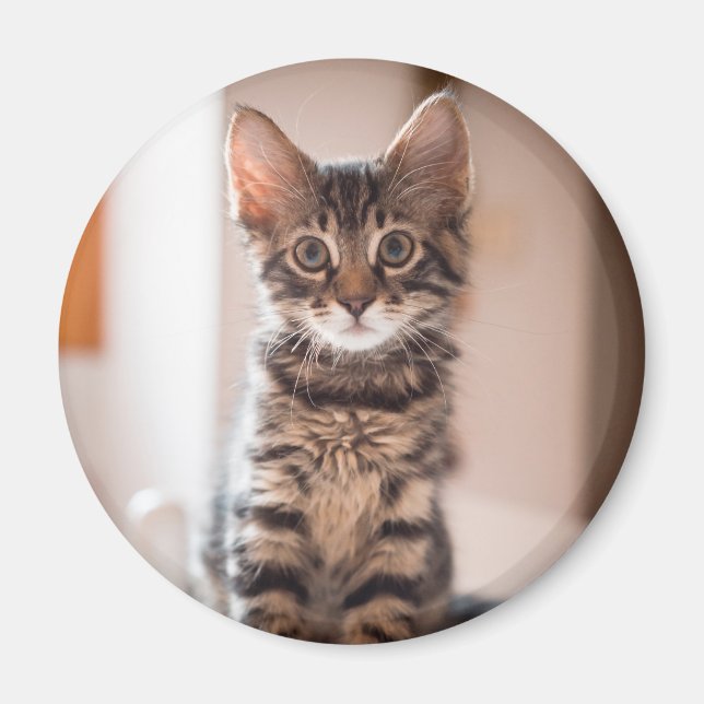 Tabby Kitten auf dem Tisch Magnet (Vorne)