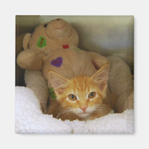 Tabby Kitten Avec Aimant À Ours En Teddy