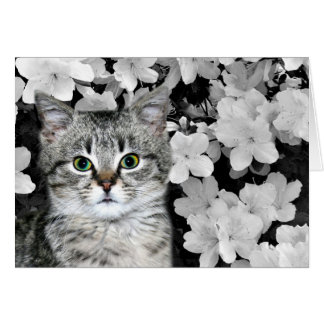 Tabby Kitten in Azaleen
