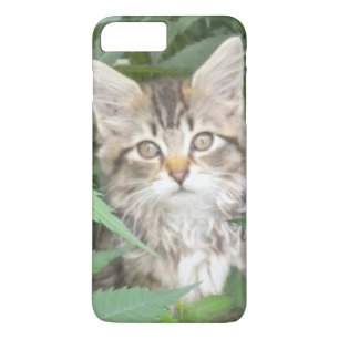 Tabby Kitten iPhone 7 plus coque