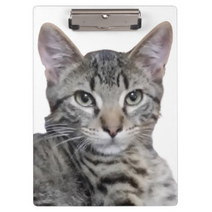 Tabby Kitten Klemmbrett