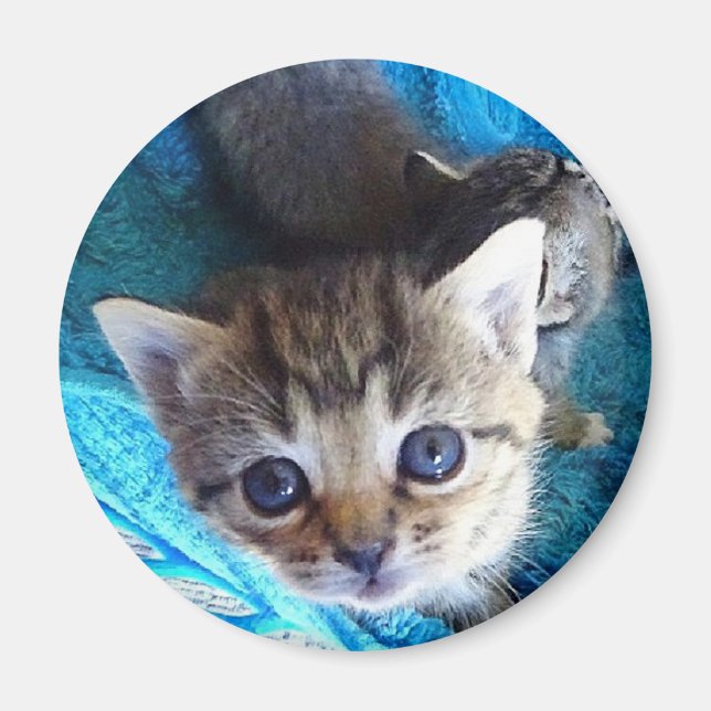Tabby Kitten Magnet (Vorne)