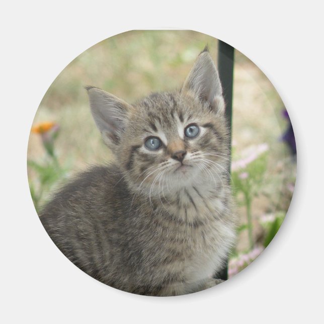 Tabby Kitten Magnet (Vorne)
